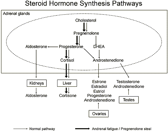 PIC-Cholesterol-to-Hormones-pathways1